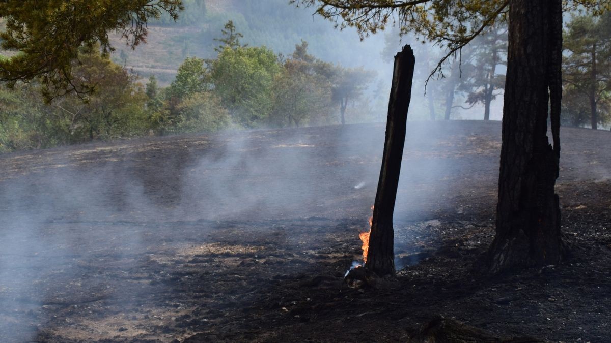 Ein Brand auf einer Fläche von mehr als 30 Hektar hat am Montag rund 80 Einsatzkräfte von 16 Feuerwehren bei Jehmichen südlich von Saalfeld in Atem gehalten. 