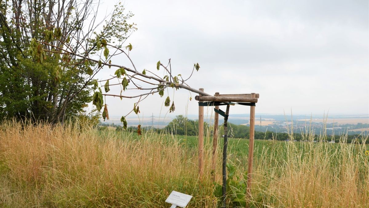 In Schöndorf wurden am Samstag zwei geschändete Bäume entdeckt.