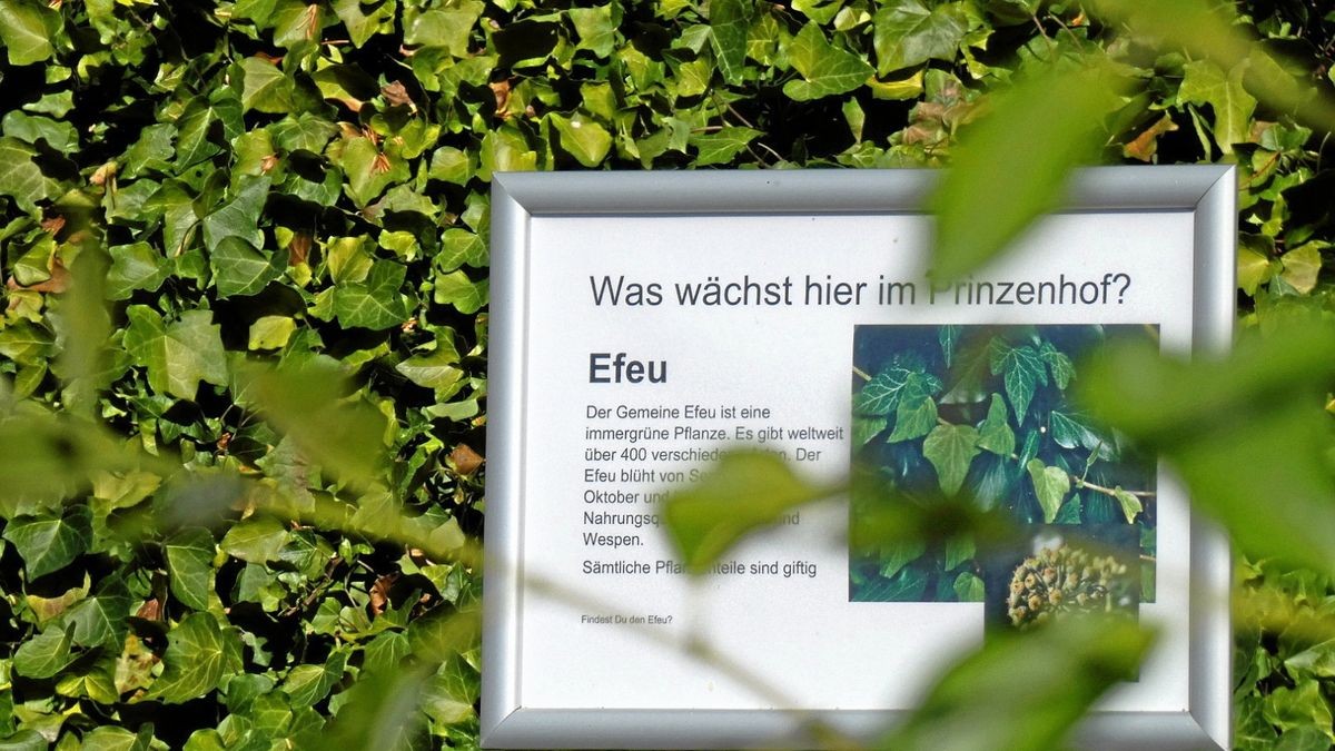 Verschiedene Infotafeln machen auf die vielfältige Flora im Innenhof des historischen Gebäudekomplexes des Prinzenhofs in Arnstadt aufmerksam.