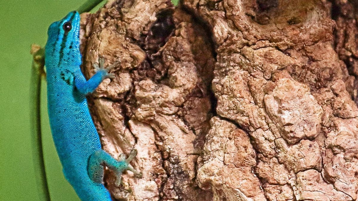 Neue Tierart im Zoopark: Ein himmelblauer Zwergtaggecko wohnt in der Zooschule.