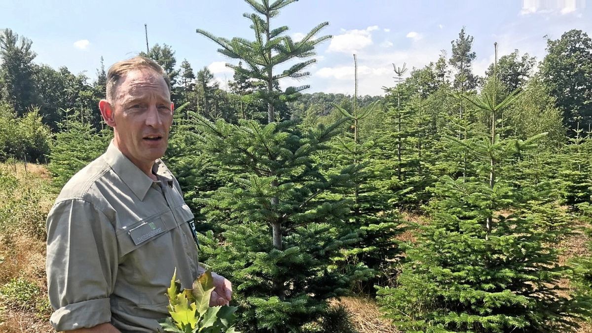 Nico Frischbier zeigt auf der Versuchsfläche in Heldrungen “Türkische Tannen“.