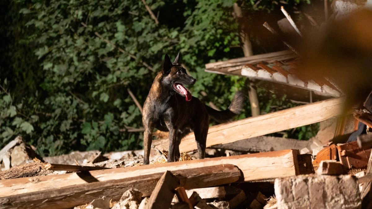 Beide Hunde fanden keine Personen unter den Trümmern.