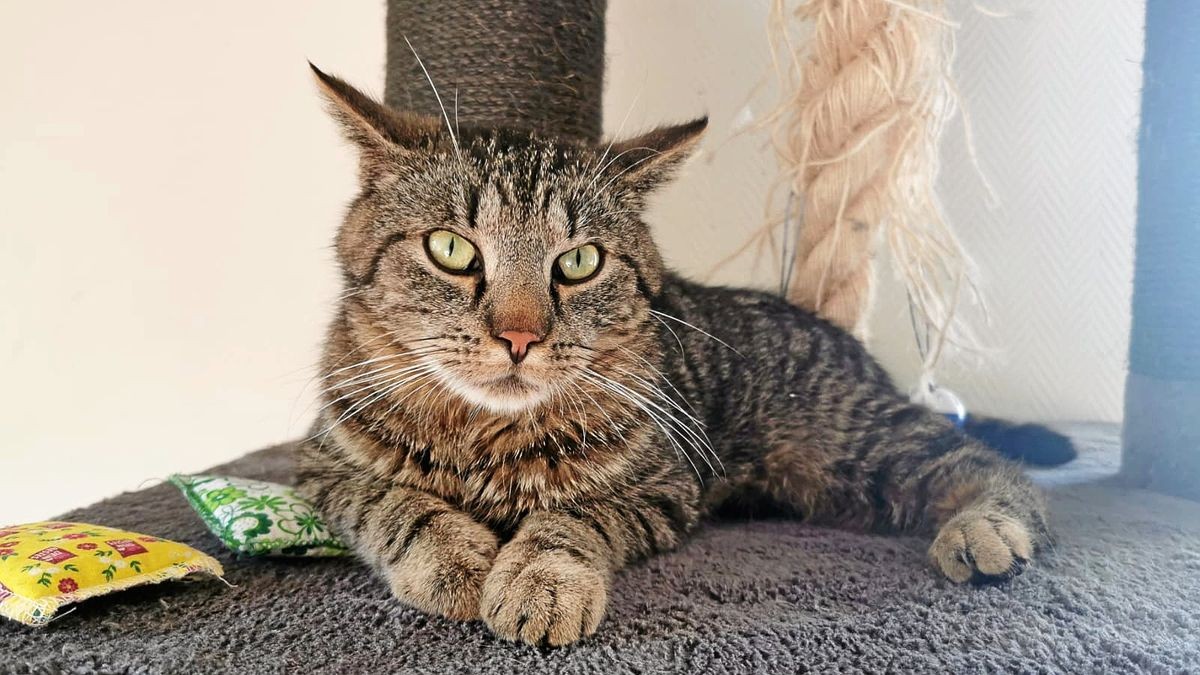 Kater sucht neues Zuhause im Kyffhäuserkreis