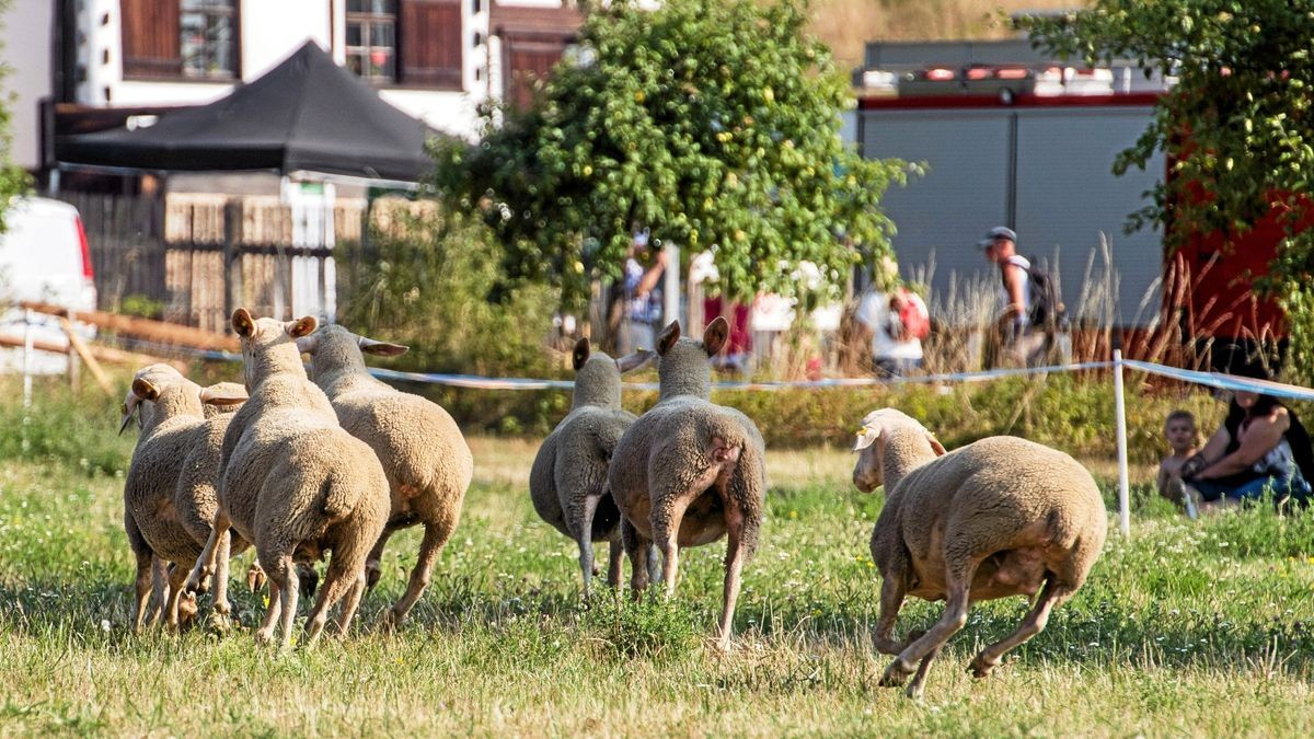 Ganz im Zeichen der Thüringer Schafe steht der kommende Samstag am Hohenfeldener Eichenberg.