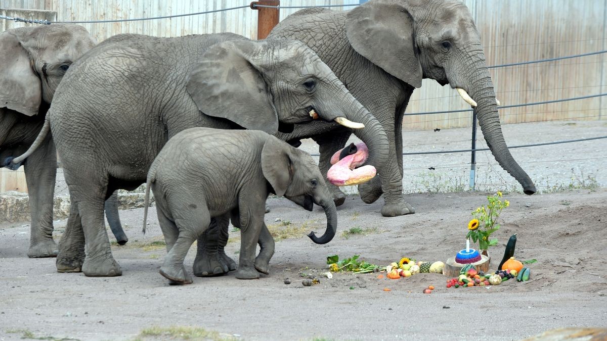 Ayoka - die, die allen Freude bereitet - feierte amFreitag ihren zweiten Geburtstag im Thüringer Zoopark Erfurt.