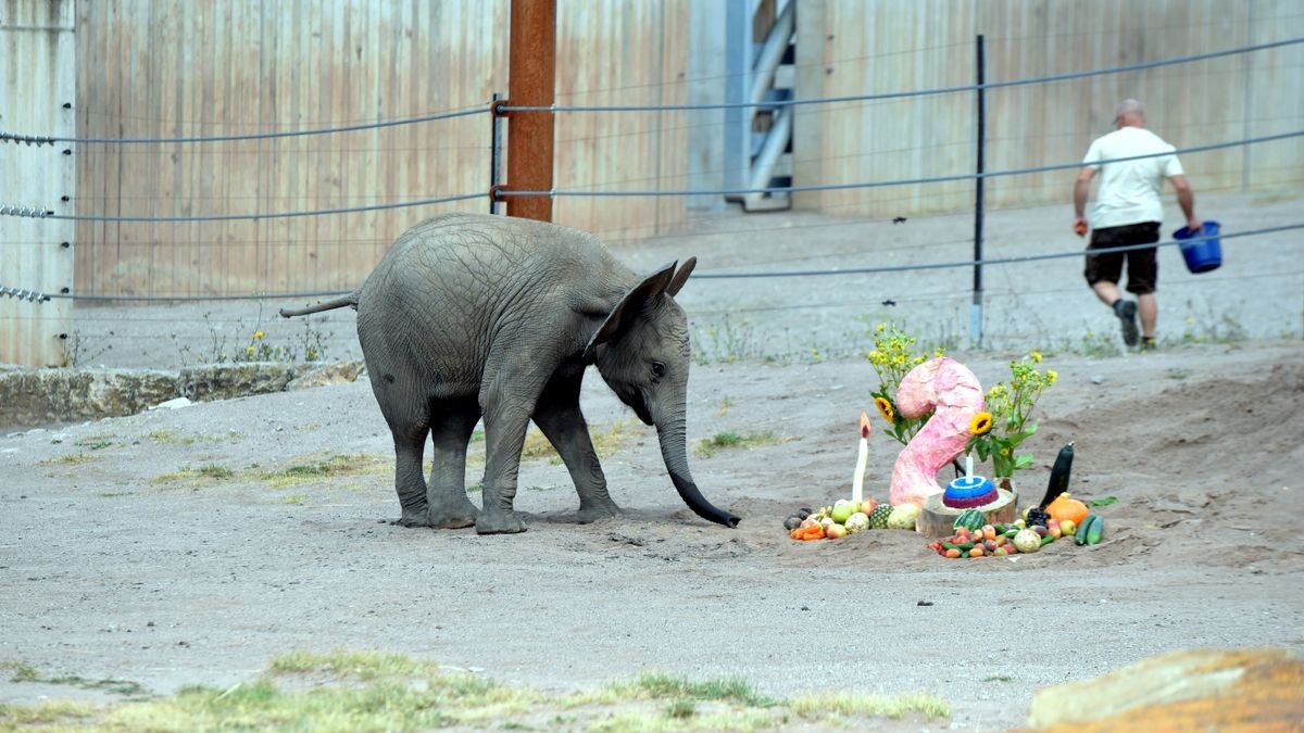 Ayoka - die, die allen Freude bereitet - feierte amFreitag ihren zweiten Geburtstag im Thüringer Zoopark Erfurt.