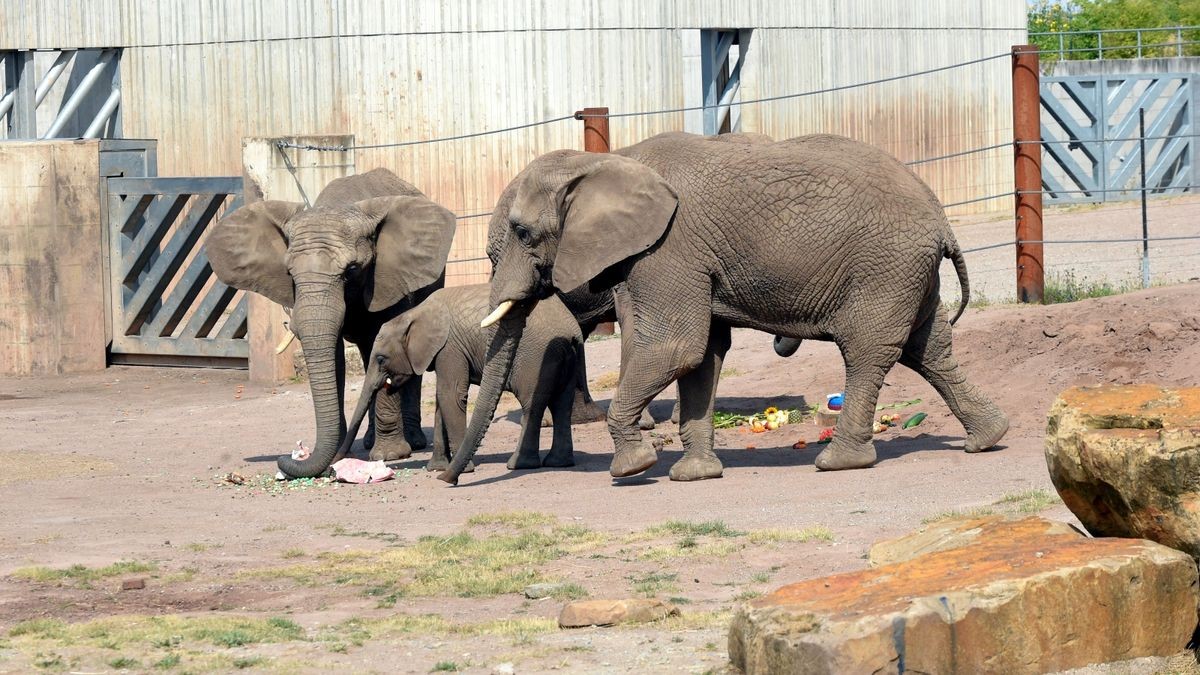 Ayoka - die, die allen Freude bereitet - feierte amFreitag ihren zweiten Geburtstag im Thüringer Zoopark Erfurt.