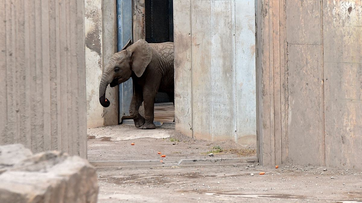 Ayoka - die, die allen Freude bereitet - feierte amFreitag ihren zweiten Geburtstag im Thüringer Zoopark Erfurt.