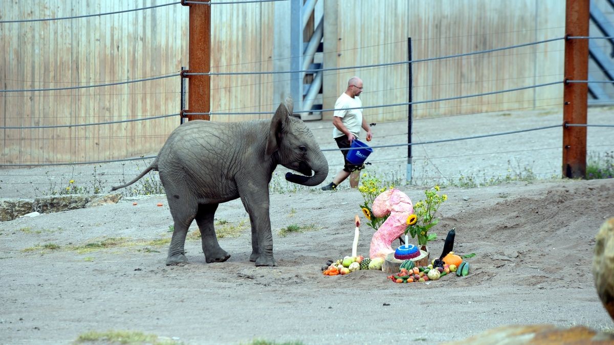 Ayoka - die, die allen Freude bereitet - feierte amFreitag ihren zweiten Geburtstag im Thüringer Zoopark Erfurt.