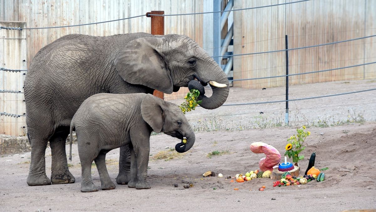 Ayoka - die, die allen Freude bereitet, feierte amFreitag ihren zweiten Geburtstag im Thüringer Zoopark Erfurt.