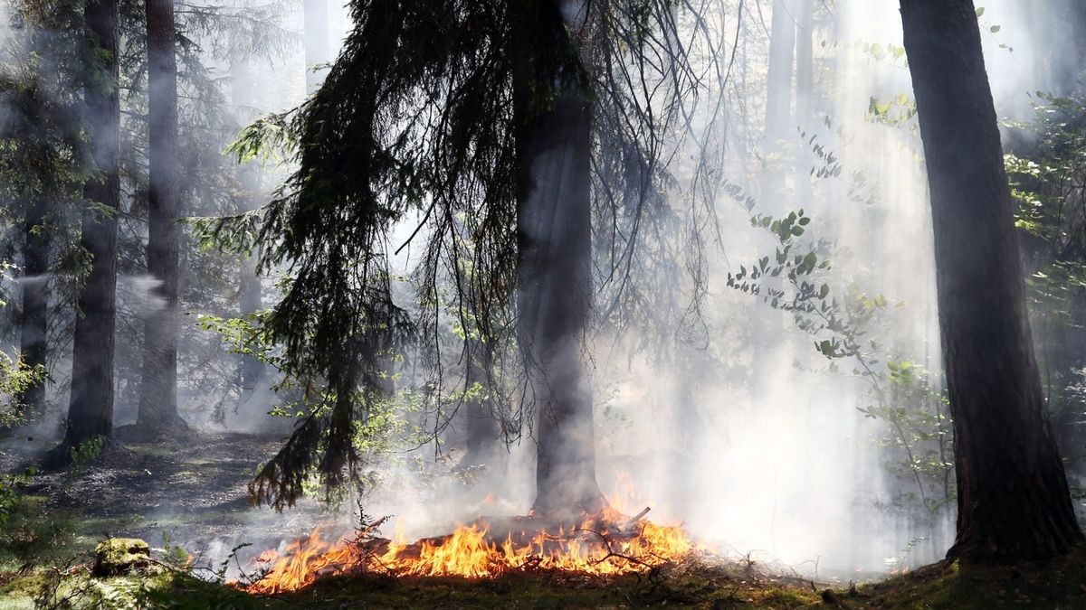 69 Waldbrände zerstörten in diesem Jahr etliche Hektar Wald in Thüringen. (Symbolfoto)