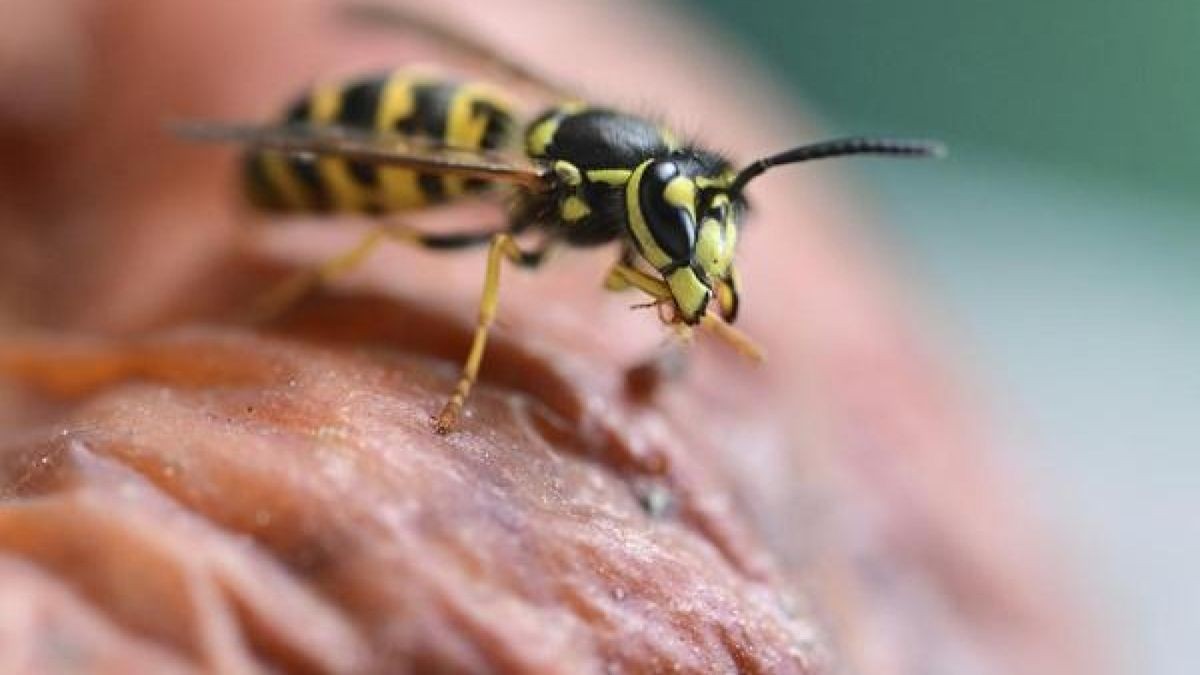 Eine Wespe sitzt auf einem alten Apfel. Momentan sind besonders viele Wespen unterwegs.