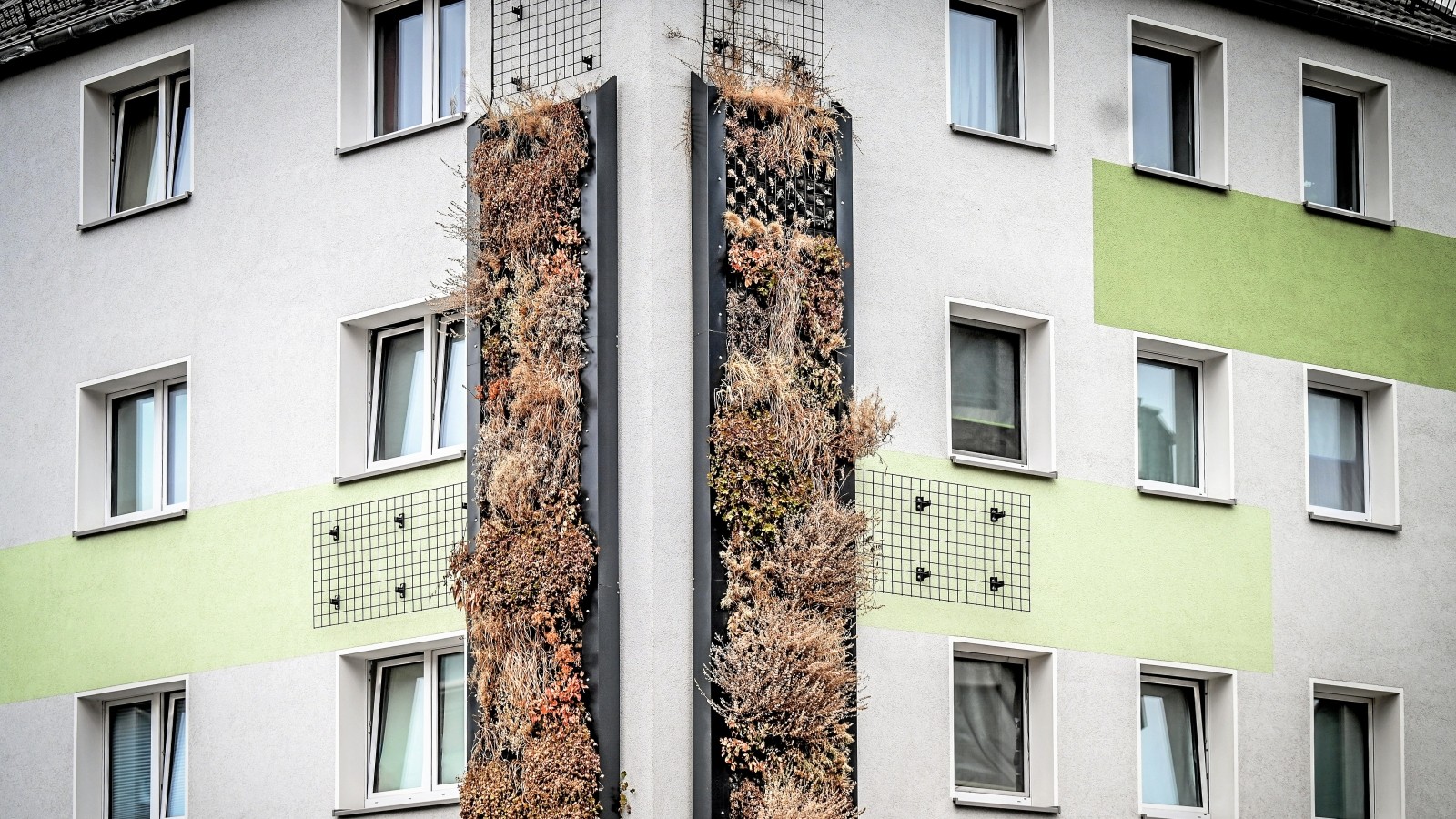 Fassadenbegrünung an Gladbecker Straße in Essen