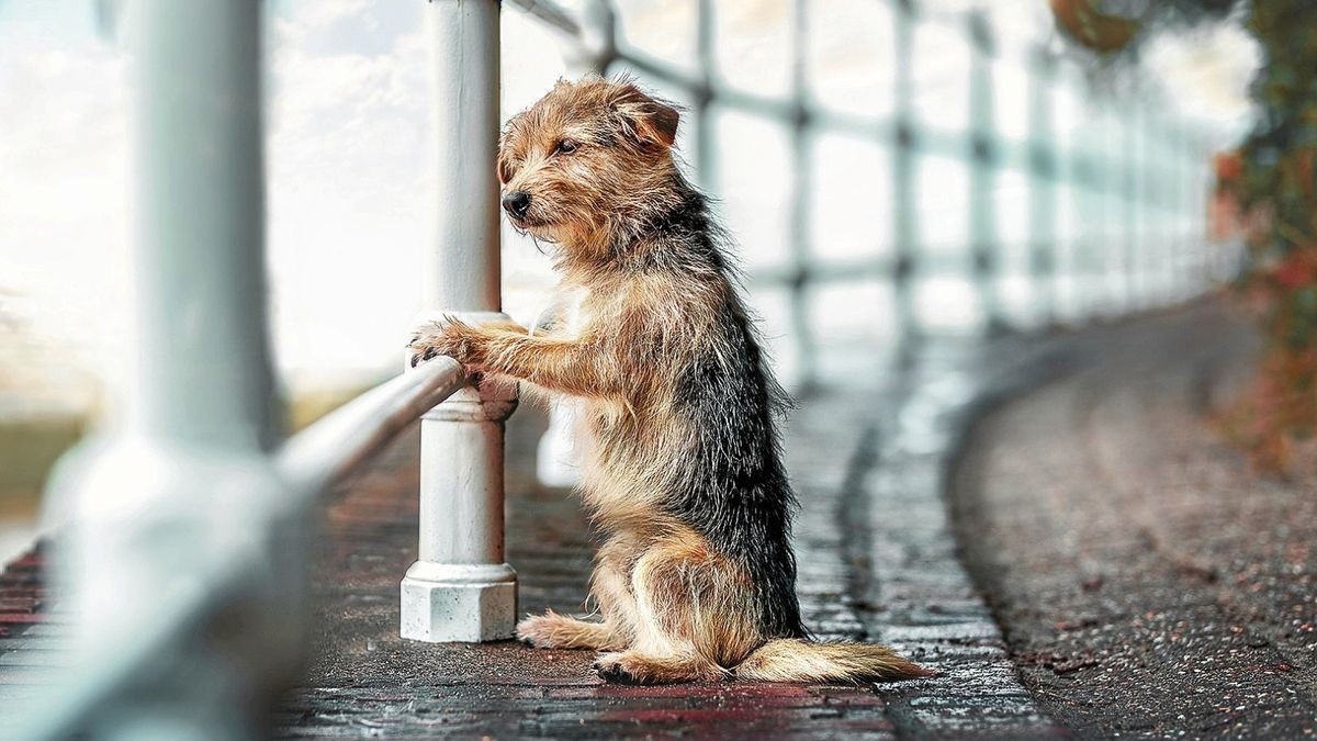 Mit diesem Foto ihres Hundes Sherlock setzte sich Sabina Weber gegen tausende Mitbewerber durch.