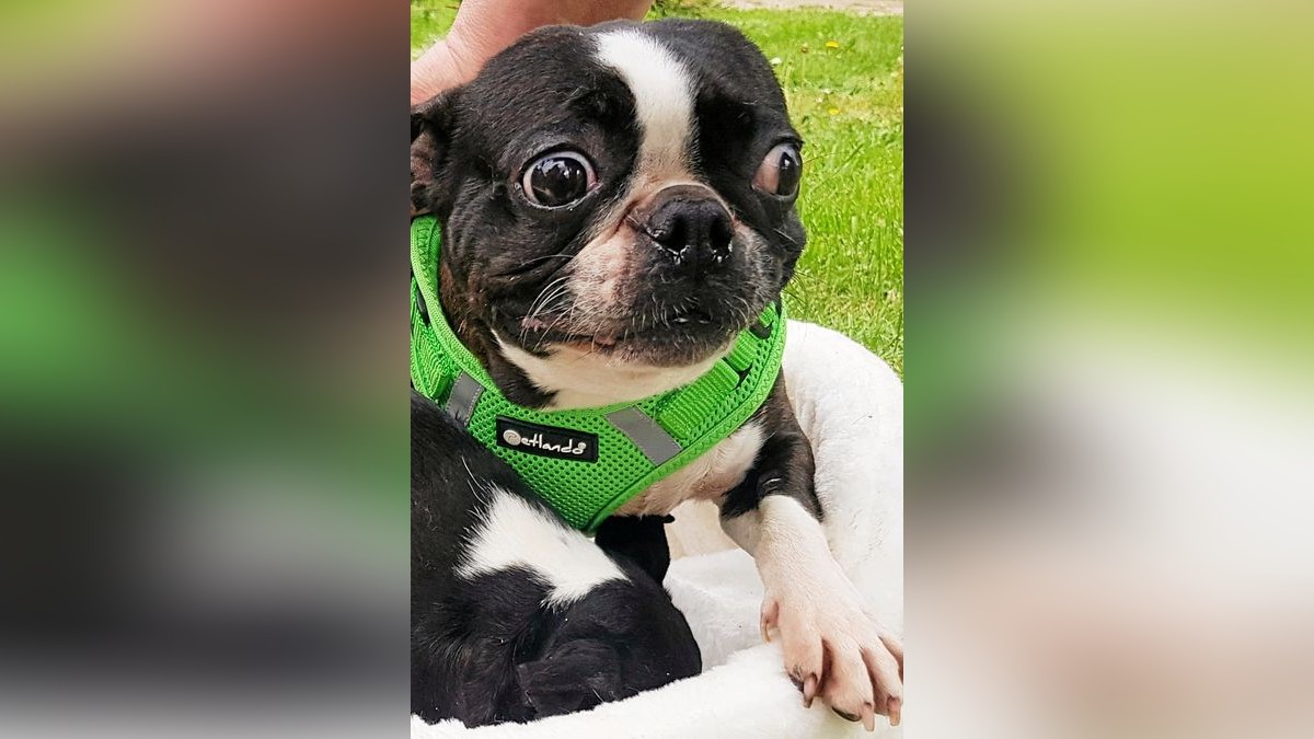 Ein Miniatur Boston Terrier im Tierheim Sömmerda. Eine Aufnahme vom Mai dieses Jahres.