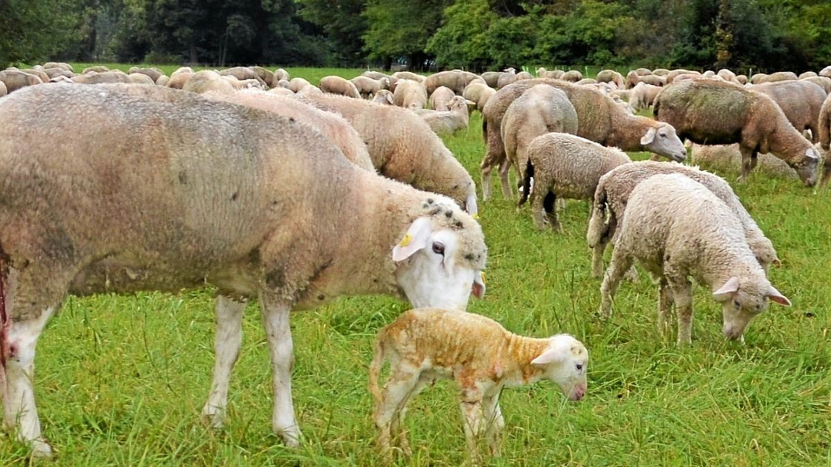 Der Verlust von 14 Schafen bei Leutenthal hatte Mitte August für große Besorgnis unter den regionalen Nutztierhaltern gesorgt.