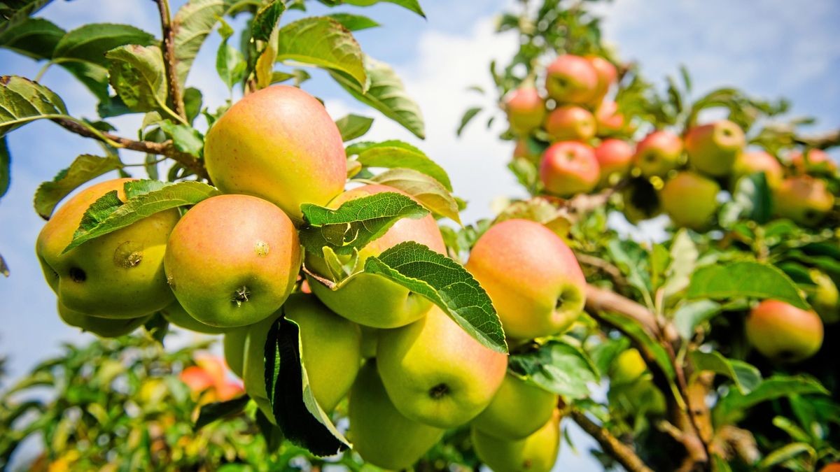 Reife Äpfel hängen zur Selbstpflücke auf der Obstbaumplantage in Gierstädt.