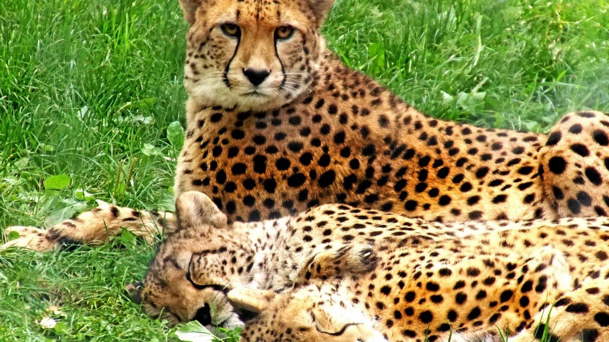 Frühere Idylle: Sima mit Ashanti und Jala in ihrem Erfurter Gehege.