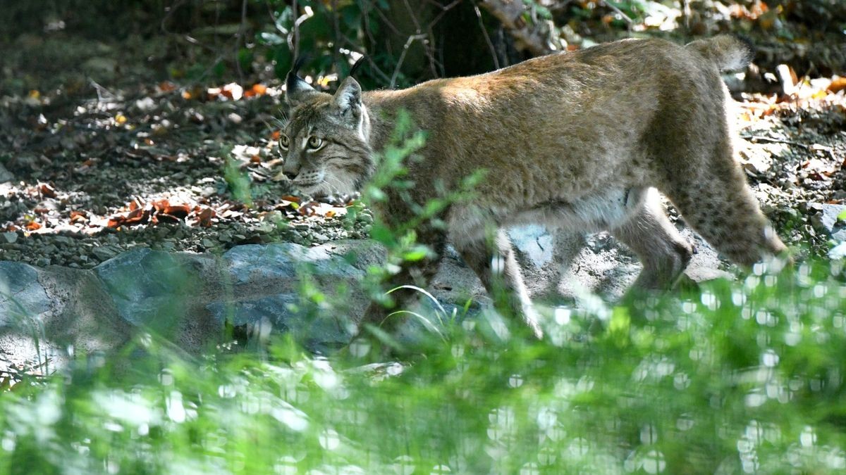 Der Worbiser Bärenpark hat jetzt einen Luchs. Ein Bärenpark-Team reiste nach Bad Schandau um den 18 Jahre alten Luchs in die Wipperstadt zu holen. Primus ist der erste Bewohner im neuen, zwei Hektar großen Gehege des Parkes . Das Tiergehege in Bad Schandau war nicht mehr im besten Zustand und galt als zu klein. Ein zweiter Luchs, ein weibliches Tier soll später nachgeholt werden. 