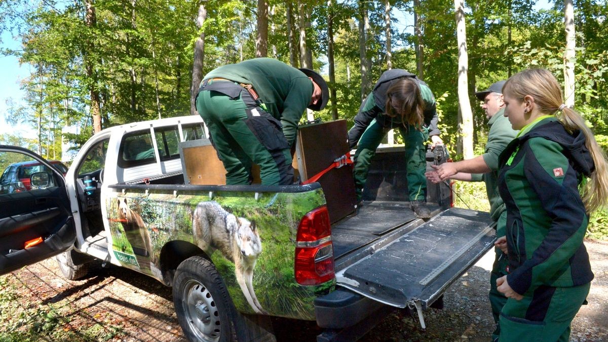 Der Worbiser Bärenpark hat jetzt einen Luchs. Ein Bärenpark-Team reiste nach Bad Schandau um den 18 Jahre alten Luchs in die Wipperstadt zu holen. Primus ist der erste Bewohner im neuen, zwei Hektar großen Gehege des Parkes . Das Tiergehege in Bad Schandau war nicht mehr im besten Zustand und galt als zu klein. Ein zweiter Luchs, ein weibliches Tier soll später nachgeholt werden. 