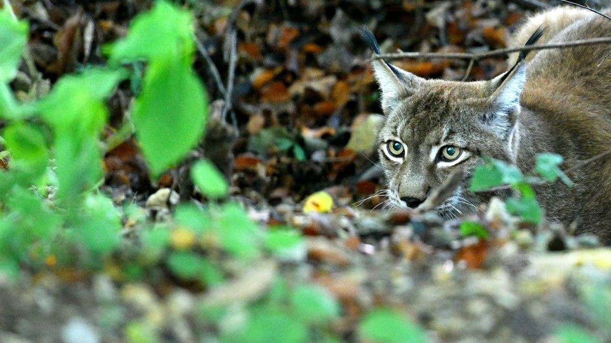 Der Worbiser Bärenpark hat jetzt einen Luchs. Ein Bärenpark-Team reiste nach Bad Schandau um den 18 Jahre alten Luchs in die Wipperstadt zu holen. Primus ist der erste Bewohner im neuen, zwei Hektar großen Gehege des Parkes . Das Tiergehege in Bad Schandau war nicht mehr im besten Zustand und galt als zu klein. Ein zweiter Luchs, ein weibliches Tier soll später nachgeholt werden. 