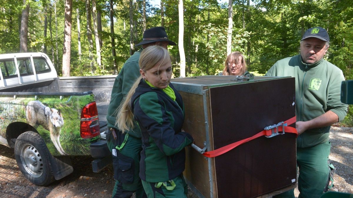 Der Worbiser Bärenpark hat jetzt einen Luchs. Ein Bärenpark-Team reiste nach Bad Schandau um den 18 Jahre alten Luchs in die Wipperstadt zu holen. Primus ist der erste Bewohner im neuen, zwei Hektar großen Gehege des Parkes . Das Tiergehege in Bad Schandau war nicht mehr im besten Zustand und galt als zu klein. Ein zweiter Luchs, ein weibliches Tier soll später nachgeholt werden. 