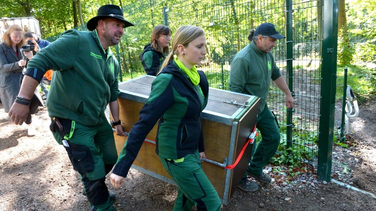 Der Worbiser Bärenpark hat jetzt einen Luchs. Ein Bärenpark-Team reiste nach Bad Schandau um den 18 Jahre alten Luchs in die Wipperstadt zu holen. Primus ist der erste Bewohner im neuen, zwei Hektar großen Gehege des Parkes . Das Tiergehege in Bad Schandau war nicht mehr im besten Zustand und galt als zu klein. Ein zweiter Luchs, ein weibliches Tier soll später nachgeholt werden. 