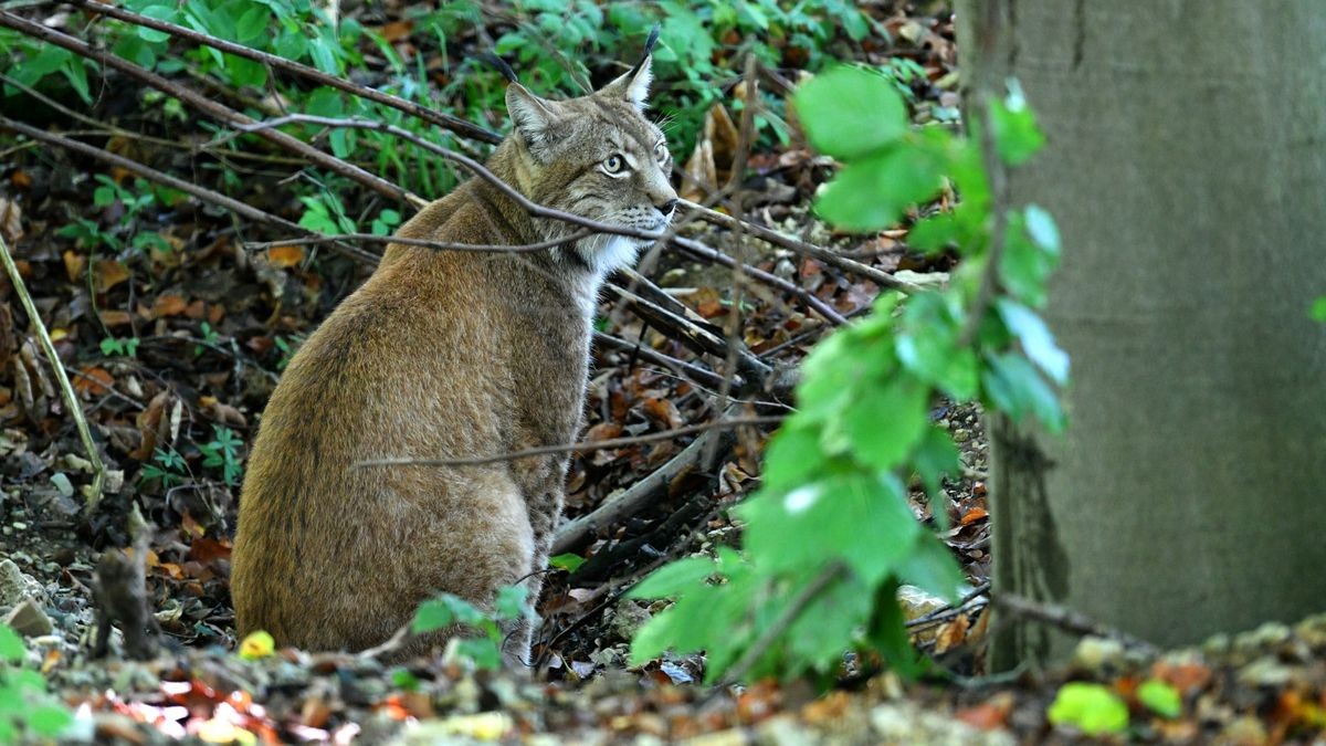 Der Worbiser Bärenpark hat jetzt einen Luchs. Ein Bärenpark-Team reiste nach Bad Schandau um den 18 Jahre alten Luchs in die Wipperstadt zu holen. Primus ist der erste Bewohner im neuen, zwei Hektar großen Gehege des Parkes . Das Tiergehege in Bad Schandau war nicht mehr im besten Zustand und galt als zu klein. Ein zweiter Luchs, ein weibliches Tier soll später nachgeholt werden. 