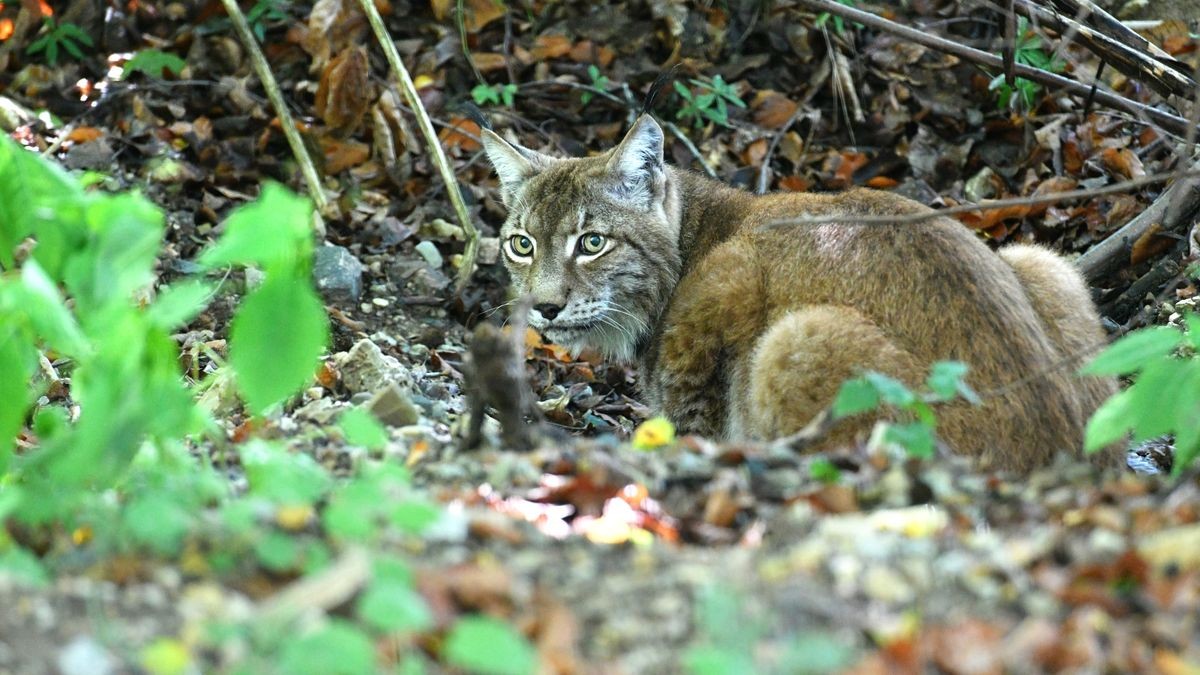 Der Worbiser Bärenpark hat jetzt einen Luchs. Ein Bärenpark-Team reiste nach Bad Schandau um den 18 Jahre alten Luchs in die Wipperstadt zu holen. Primus ist der erste Bewohner im neuen, zwei Hektar großen Gehege des Parkes . Das Tiergehege in Bad Schandau war nicht mehr im besten Zustand und galt als zu klein. Ein zweiter Luchs, ein weibliches Tier soll später nachgeholt werden. 