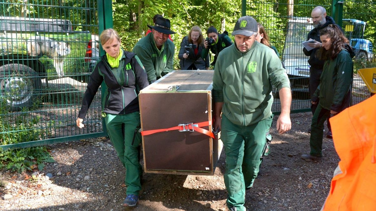 Der Worbiser Bärenpark hat jetzt einen Luchs. Ein Bärenpark-Team reiste nach Bad Schandau um den 18 Jahre alten Luchs in die Wipperstadt zu holen. Primus ist der erste Bewohner im neuen, zwei Hektar großen Gehege des Parkes . Das Tiergehege in Bad Schandau war nicht mehr im besten Zustand und galt als zu klein. Ein zweiter Luchs, ein weibliches Tier soll später nachgeholt werden. 