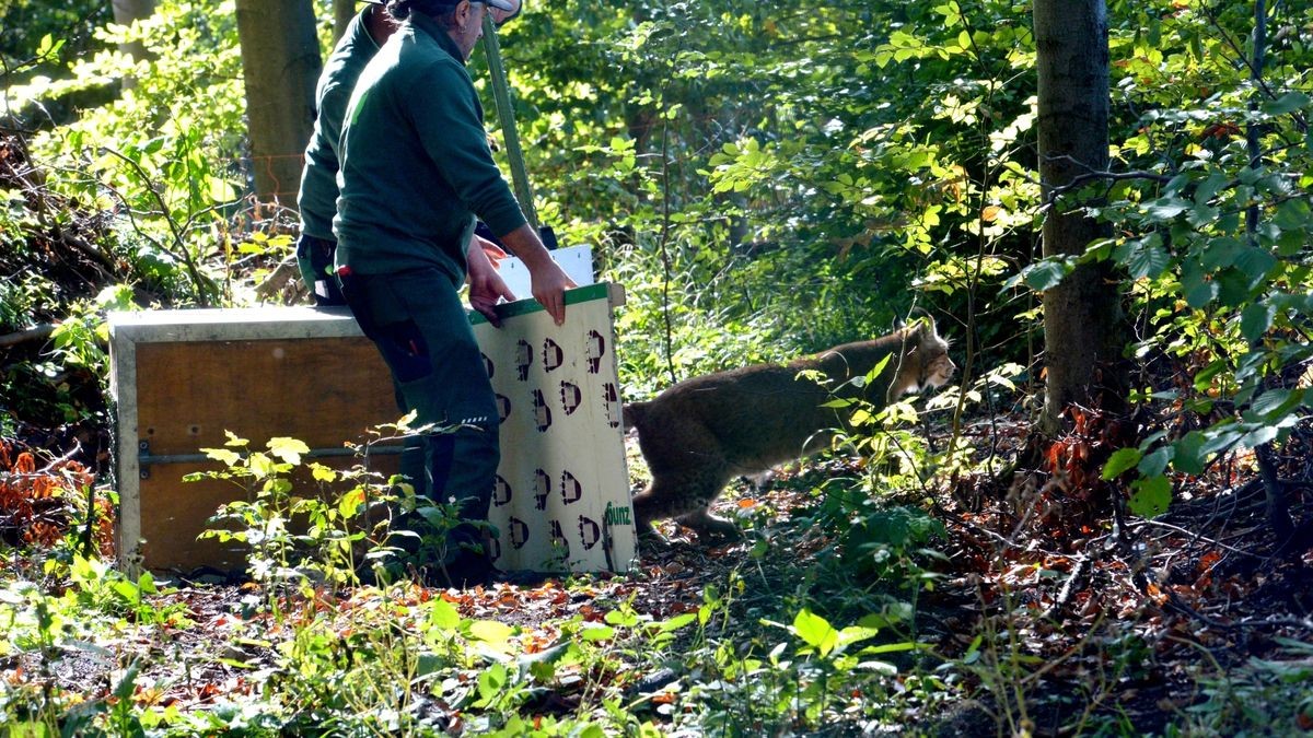 Der Worbiser Bärenpark hat jetzt einen Luchs. Ein Bärenpark-Team reiste nach Bad Schandau um den 18 Jahre alten Luchs in die Wipperstadt zu holen. Primus ist der erste Bewohner im neuen, zwei Hektar großen Gehege des Parkes . Das Tiergehege in Bad Schandau war nicht mehr im besten Zustand und galt als zu klein. Ein zweiter Luchs, ein weibliches Tier soll später nachgeholt werden. 