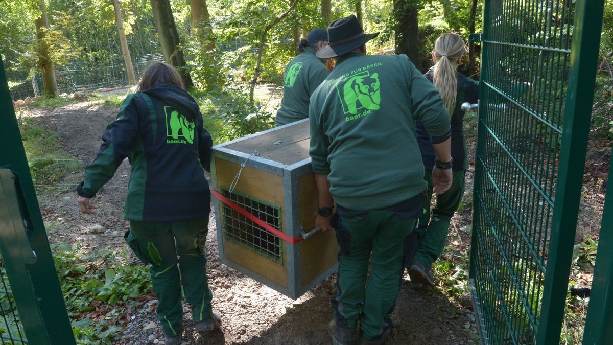 Der Worbiser Bärenpark hat jetzt einen Luchs. Ein Bärenpark-Team reiste nach Bad Schandau um den 18 Jahre alten Luchs in die Wipperstadt zu holen. Primus ist der erste Bewohner im neuen, zwei Hektar großen Gehege des Parkes . Das Tiergehege in Bad Schandau war nicht mehr im besten Zustand und galt als zu klein. Ein zweiter Luchs, ein weibliches Tier soll später nachgeholt werden. 