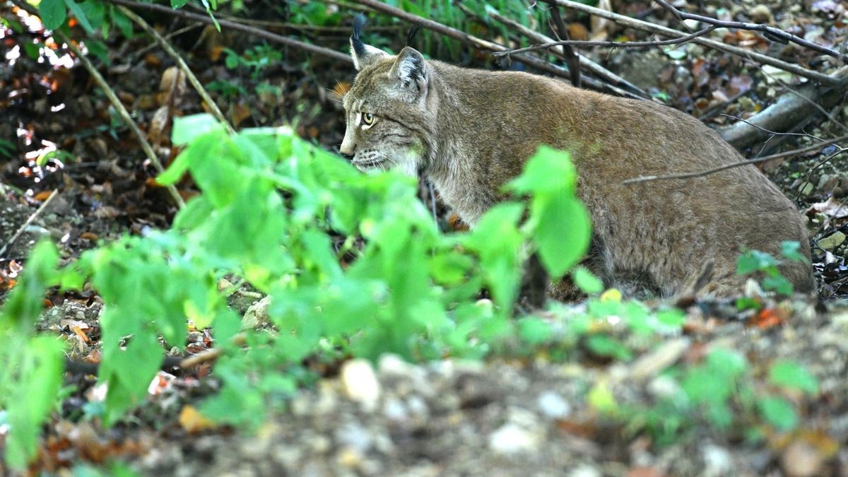 Der Worbiser Bärenpark hat jetzt einen Luchs. Ein Bärenpark-Team reiste nach Bad Schandau um den 18 Jahre alten Luchs in die Wipperstadt zu holen. Primus ist der erste Bewohner im neuen, zwei Hektar großen Gehege des Parkes . Das Tiergehege in Bad Schandau war nicht mehr im besten Zustand und galt als zu klein. Ein zweiter Luchs, ein weibliches Tier soll später nachgeholt werden. 