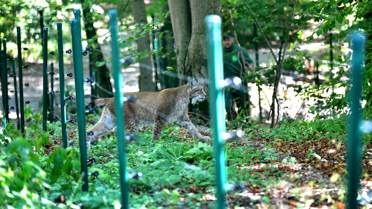 Der Worbiser Bärenpark hat jetzt einen Luchs. Ein Bärenpark-Team reiste nach Bad Schandau um den 18 Jahre alten Luchs in die Wipperstadt zu holen. Primus ist der erste Bewohner im neuen, zwei Hektar großen Gehege des Parkes . Das Tiergehege in Bad Schandau war nicht mehr im besten Zustand und galt als zu klein. Ein zweiter Luchs, ein weibliches Tier soll später nachgeholt werden. 