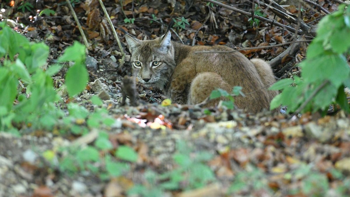 Der Worbiser Bärenpark hat jetzt einen Luchs. Ein Bärenpark-Team reiste nach Bad Schandau um den 18 Jahre alten Luchs in die Wipperstadt zu holen. Primus ist der erste Bewohner im neuen, zwei Hektar großen Gehege des Parkes . Das Tiergehege in Bad Schandau war nicht mehr im besten Zustand und galt als zu klein. Ein zweiter Luchs, ein weibliches Tier soll später nachgeholt werden. 