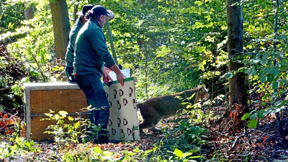 Ein Bärenpark-Team reiste nach Bad Schandau um den 18 Jahre alten Luchs in die Wipperstadt zu holen.  