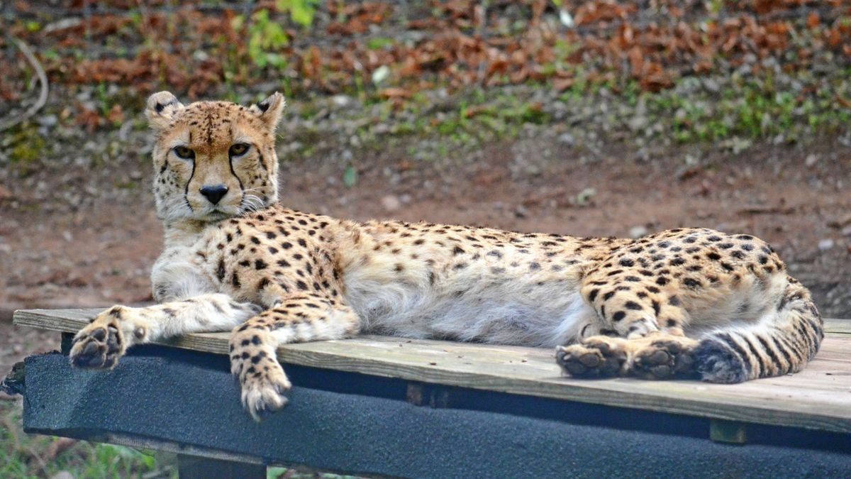 Gepardin Jala hat die Parasiten-Attacke im Zoo überlebt. Doch auch sie leidet unter Kupfermangel und wird nie so schnell rennen können wie ihre gesunden Artgenossen.