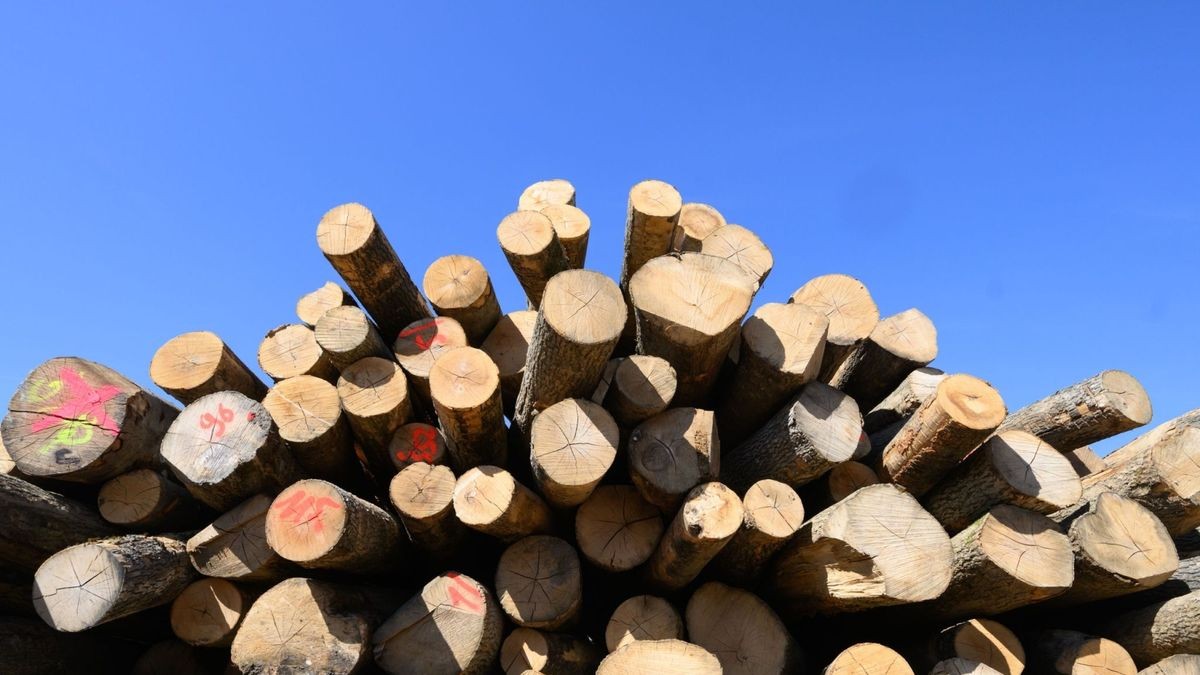 Zwei Männer wollten Holz aus einem Wald im Ilm-Kreis stehlen (Symbolfoto).