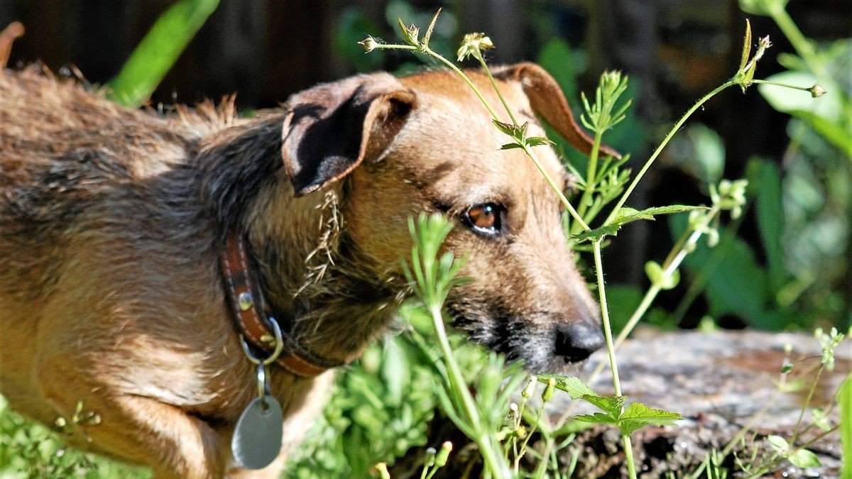 Aktuell beträgt die jährliche Hundesteuer in Arnstadt 84 Euro pro Hund.