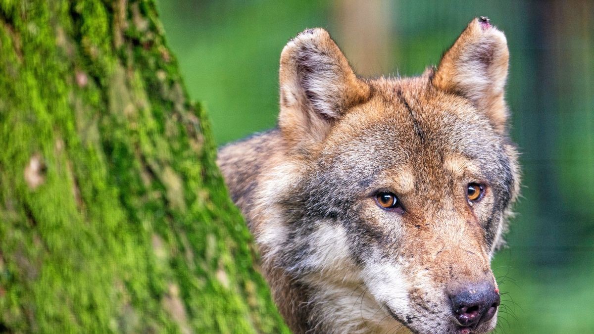 Ein Wolf schaut in einem Wildpark bei Poing in Bayern hinter einem Baum hervor.