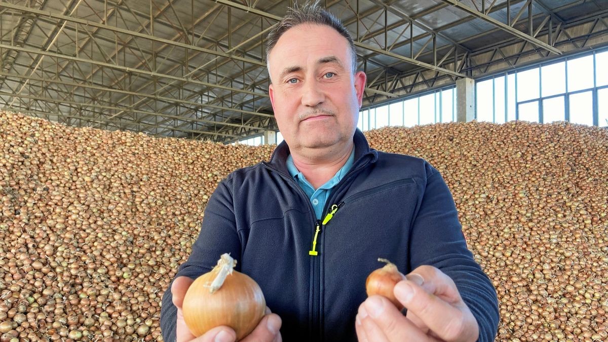 Steffen Eberhardt, Geschäftsführer der Herbsleber Zwiebelvermarktungs GmbH zeigt auf, wie klein viele Zwiebeln dieses Jahr aus der Erde kamen. 