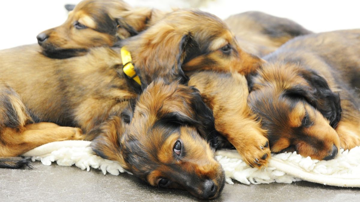 Sieben tote Hundewelpen lagen am Montagmorgen im Briefkasten des Veterinäramtes in Erfurt. (Symbolbild)