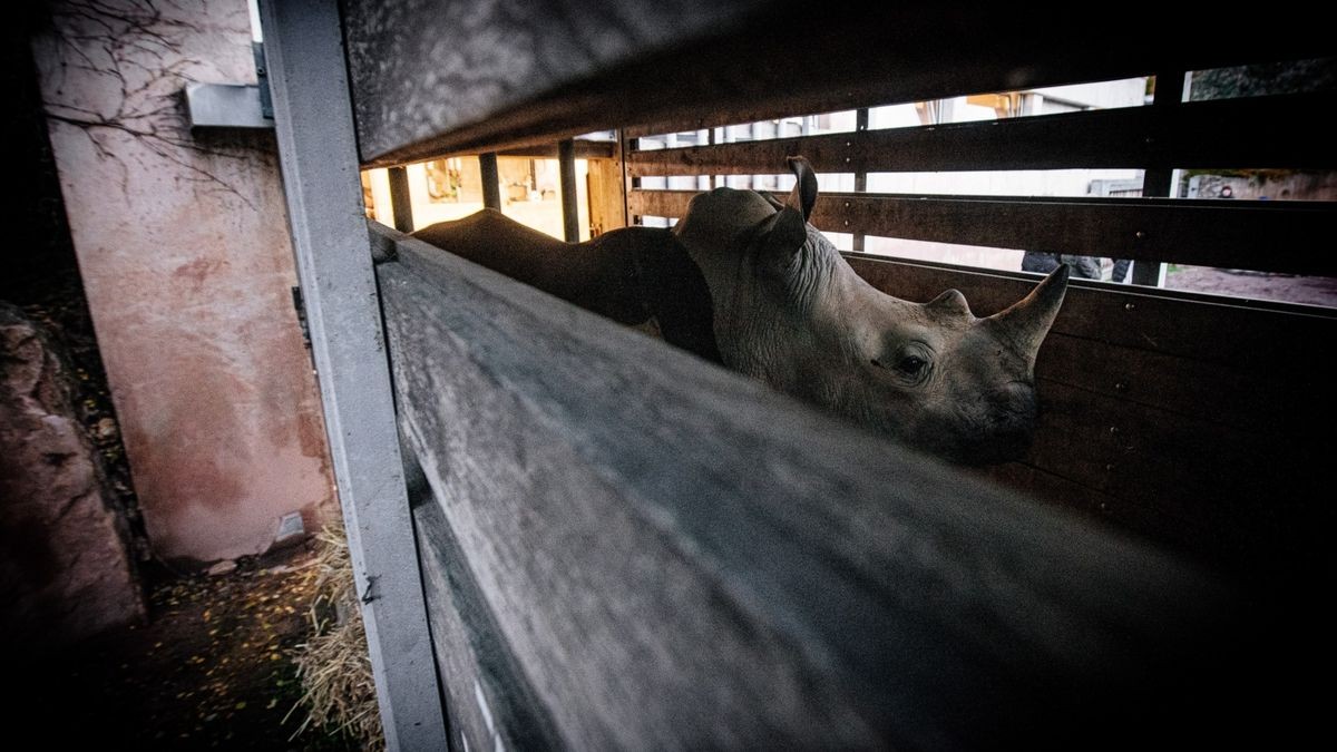 Nach vielen Stunden Fahrt sind die beiden Nashörner am Freitagmorgen im Zoopark Erfurt angekommen.