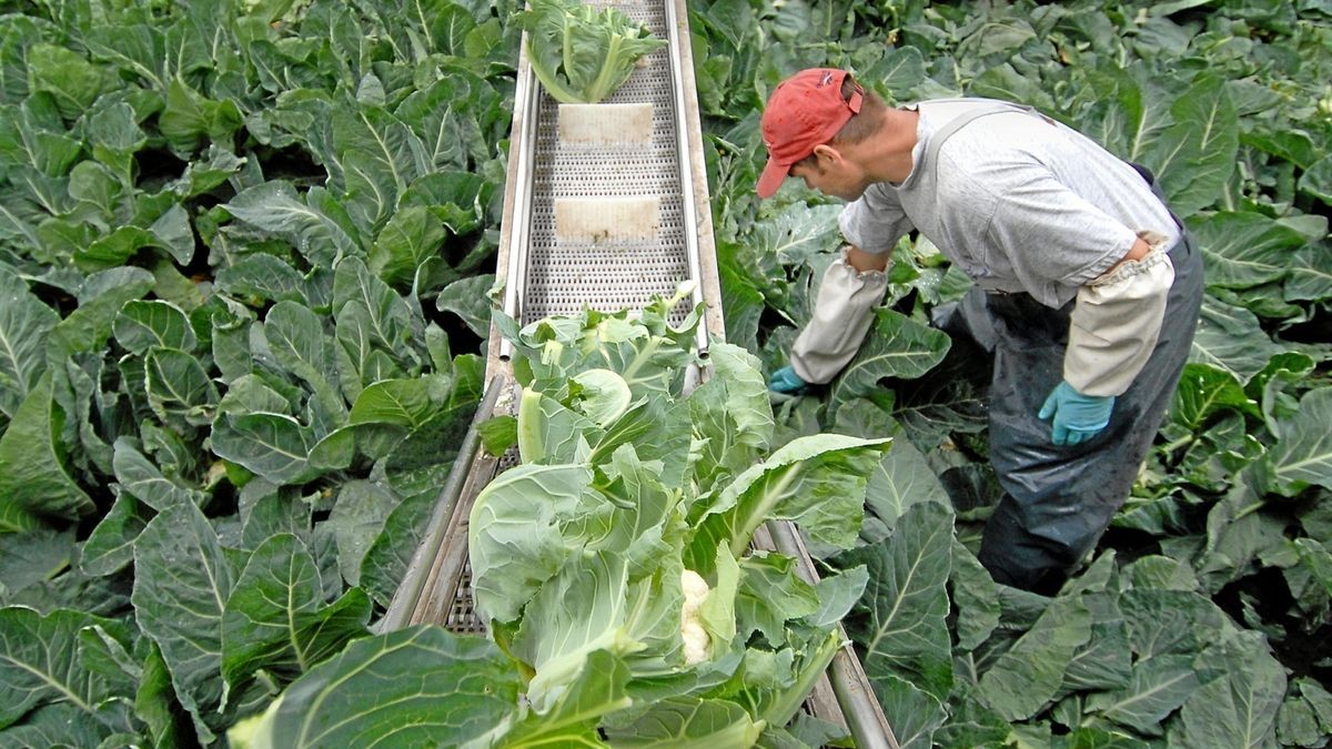 Blumenkohlanbau ist auch in Esperstedt Handarbeit und braucht viele Helfer.