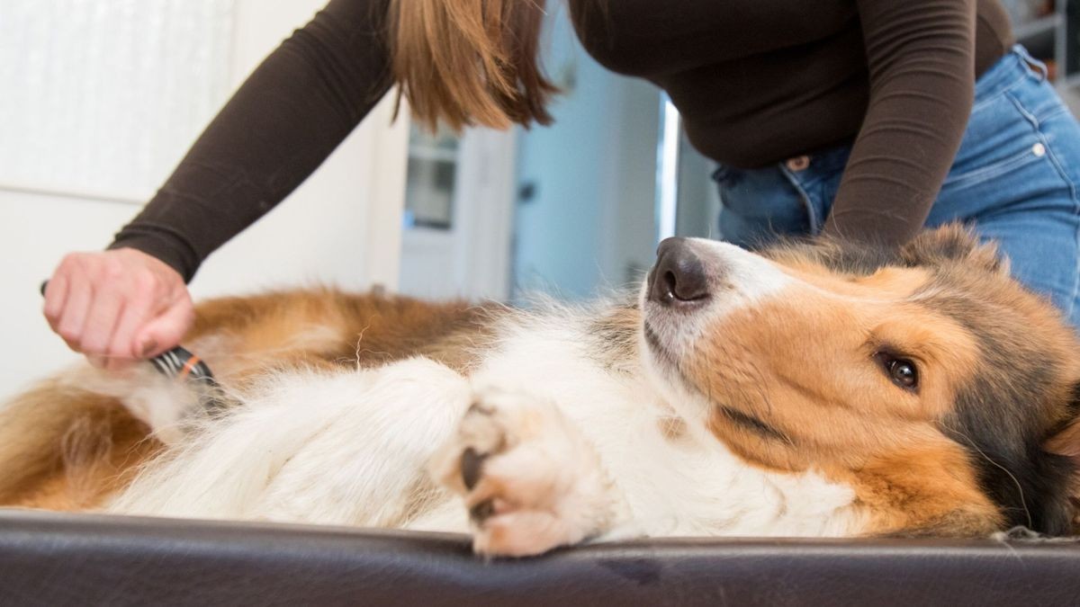 Hunde mit längeren Haaren und Unterwolle muss das Fell im Winter nicht geschoren werden. Es reicht ordentliches Bürsten.