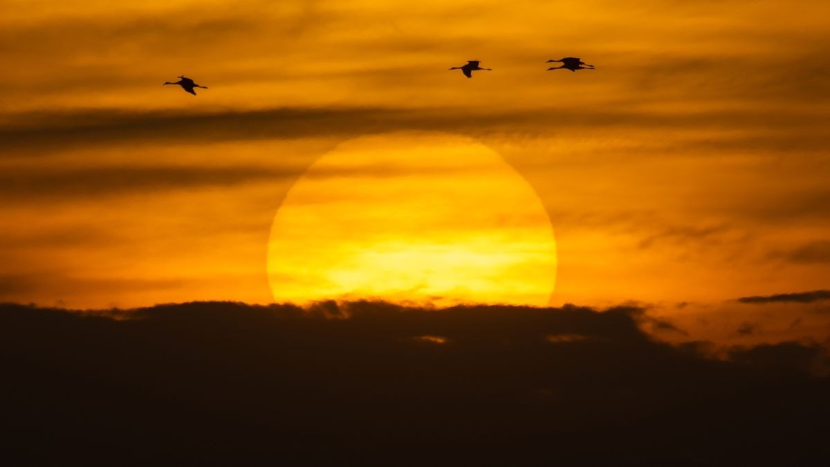 Kraniche sammeln sich jedes Jahr im Oktober am Hochwasserrückhaltebecken Straußfurt für den Weiterflug in den warmen Süden. In diesem Jahr ist es jedoch auch in Thüringen noch besonders mild.