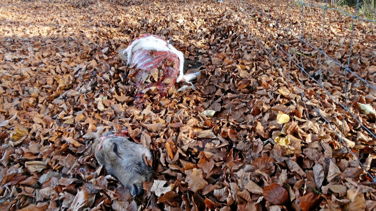 In einem Gatter bei Sophienhof wurden am Dienstag zwei gerissene Damwild-Alttiere entdeckt. Es könnte sich dabei um Luchsrisse handeln.