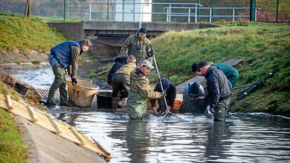 Angler retten Tausende Fische aus Talsperre Seebach