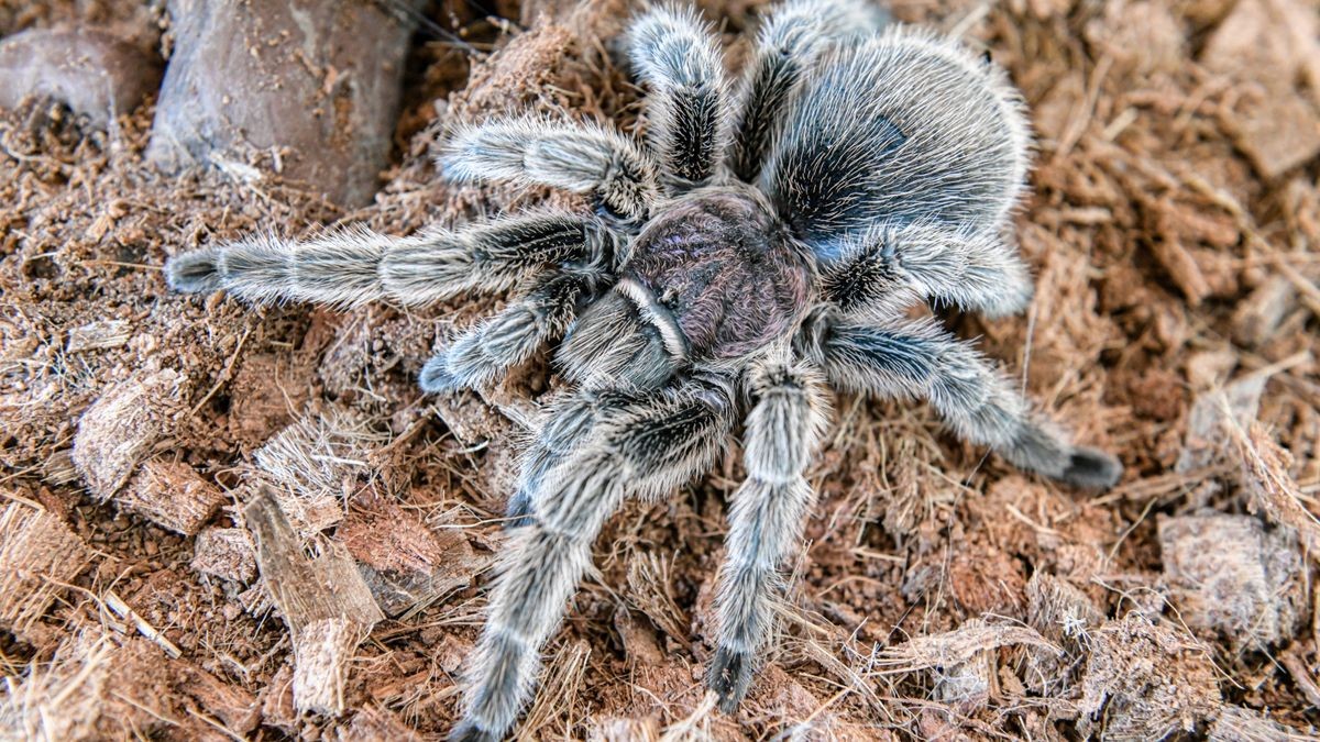 Einen außergewöhnlichen Fund machte eine 44-Jährige in Gotha: Die Frau entdeckte in der Großen Fahnenstraße ein abgestelltes Terrarium an einem Glascontainer. In diesem befand sich eine lebendige Vogelspinne.