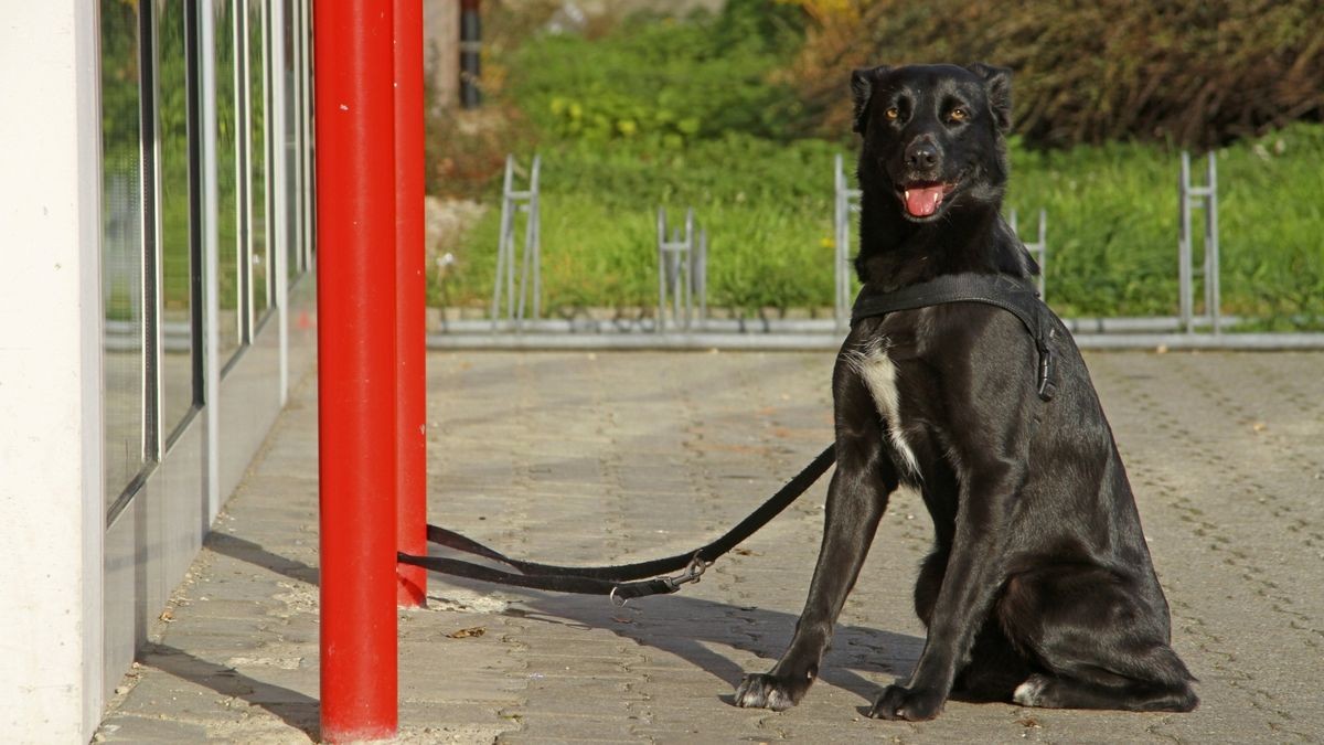 Eine 31-jährige Frau hielt sich in der Nähe eines Einkaufmarktes in Weimar-West auf. Aufgrund ihres hohen Alkoholpegels schrie sie dort einen Hund an und beleidigte dessen Frauchen. Doch damit nicht genug: Die 31-Jährige löste die Leine eines anderen Hundes, der daraufhin in den Einkaufsmarkt auf der Suche nach seiner Besitzerin rannte.